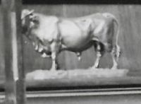 Stier - s.d.